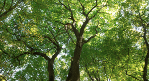Trees in a sunlit forest, with light coming through a dense green canopy